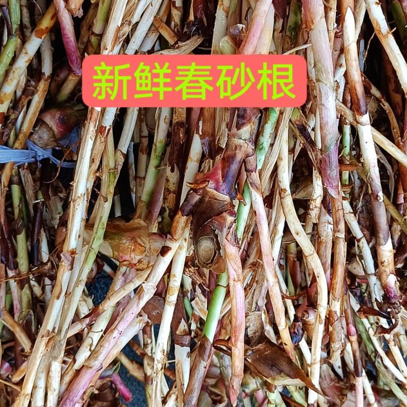 新鲜春砂仁根阳春春砂仁鲜根产地直发