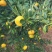 新余蜜橘