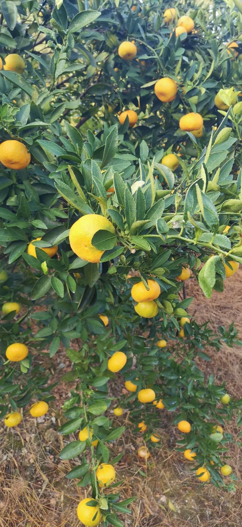 新余蜜橘