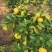 新余蜜橘