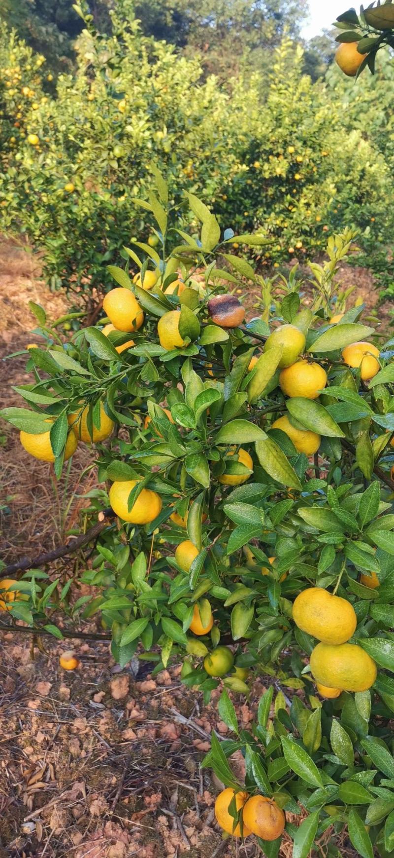 新余蜜橘