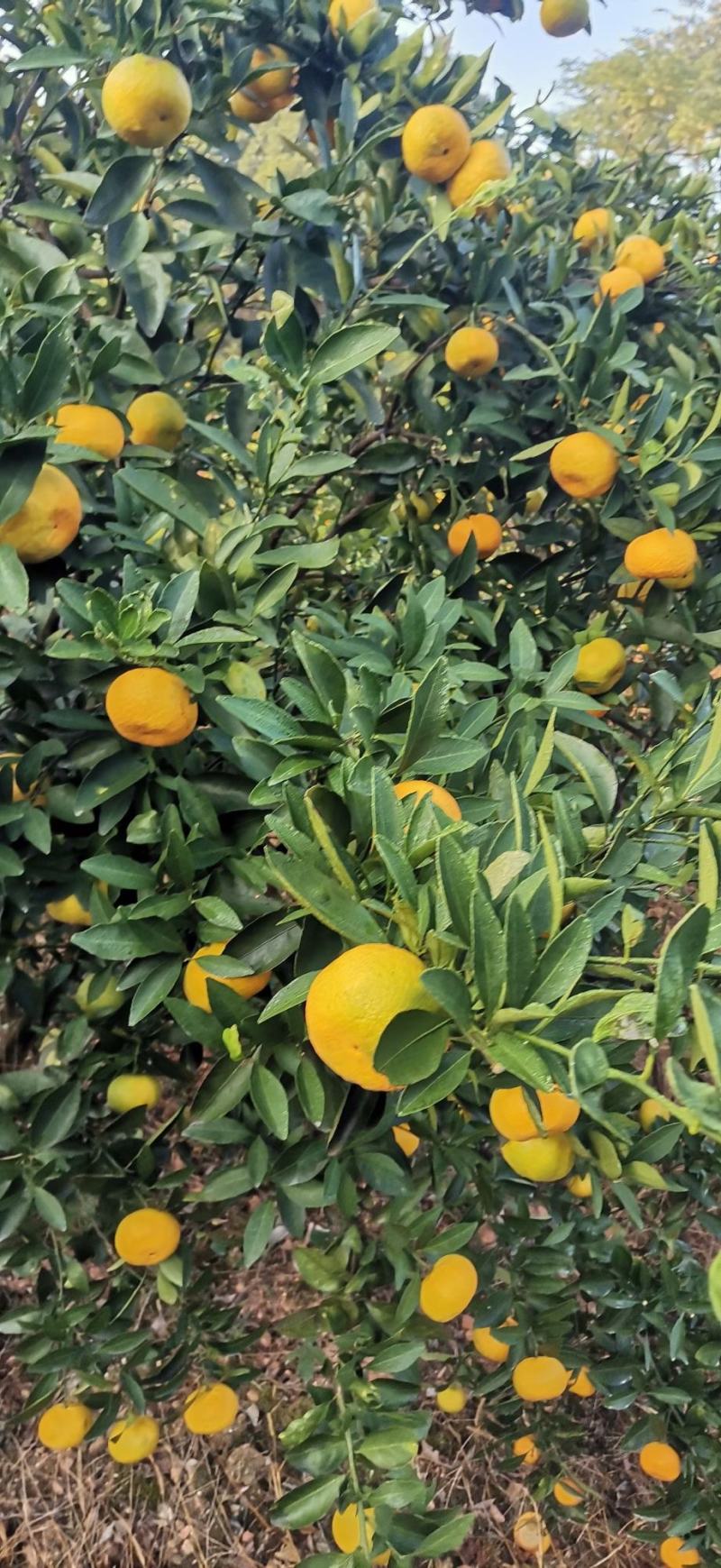 新余蜜橘