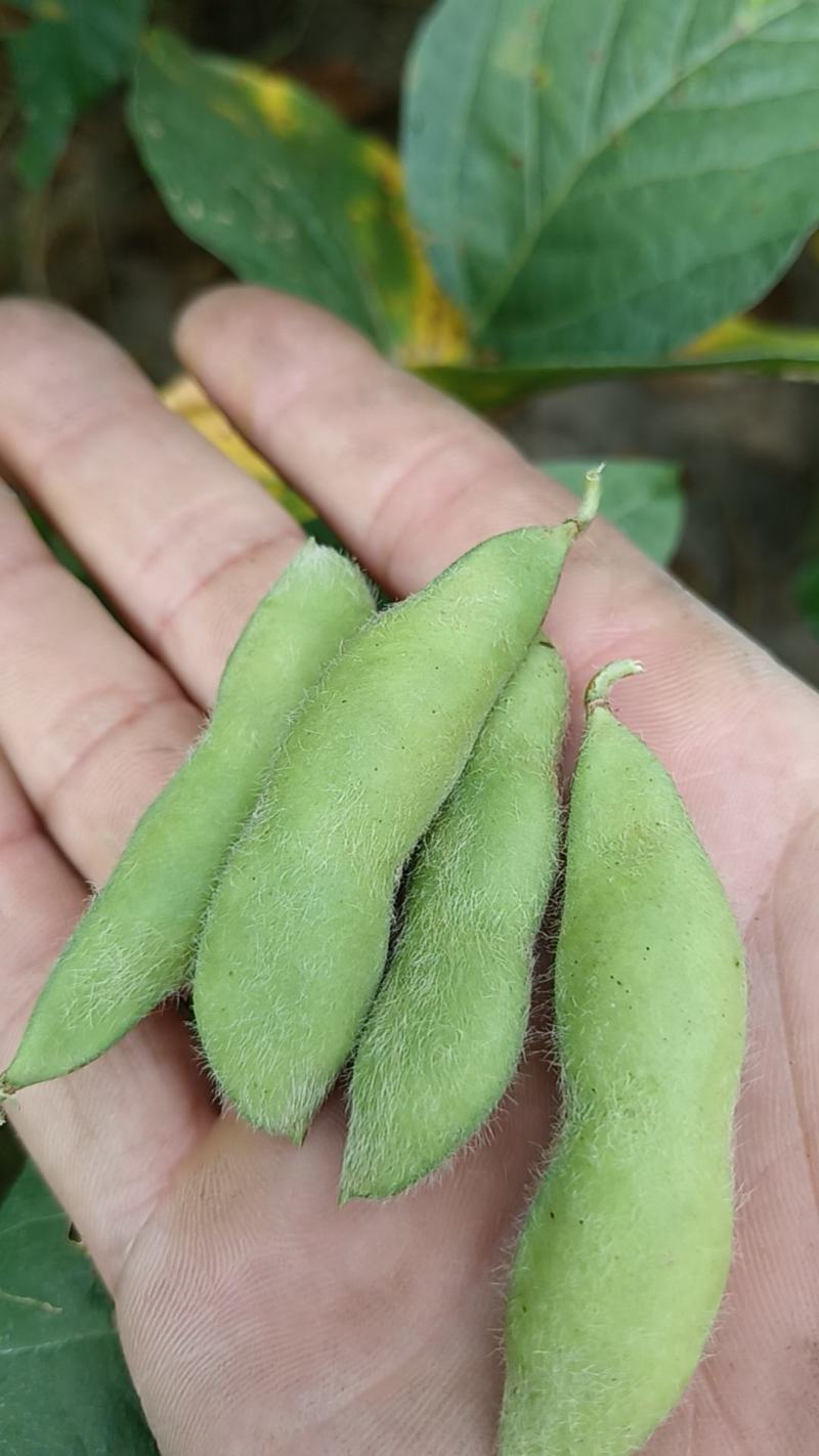 浙江台州毛豆-大青豆货源充足，量大从优，产地直供，质量保证