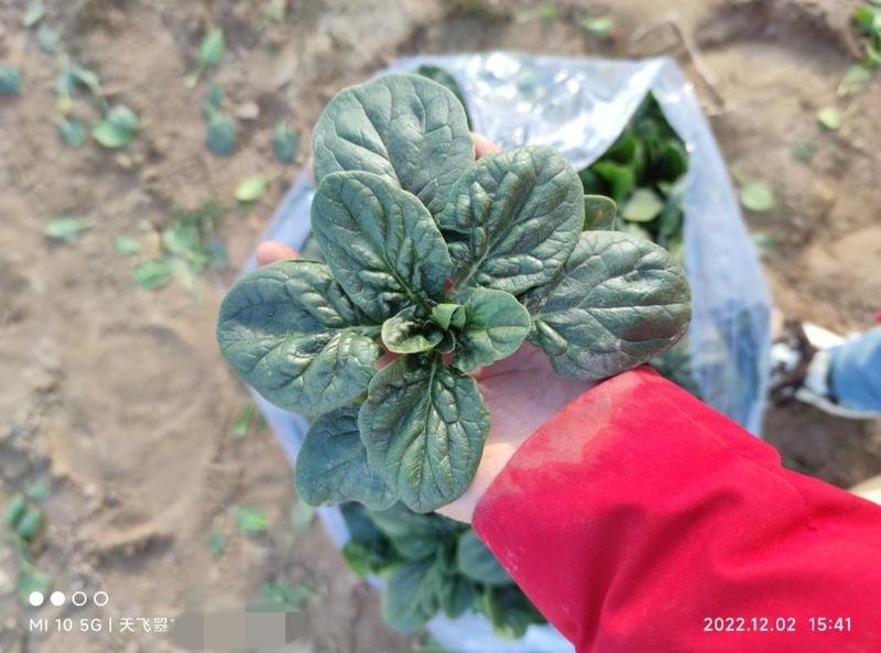 天飞曌农业2024千亩基地趴地菠菜菠菜电商加工厂
