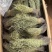 广东正宗独脚草独脚金自然晒干脱硫小捆量大常年有货全国能发物流