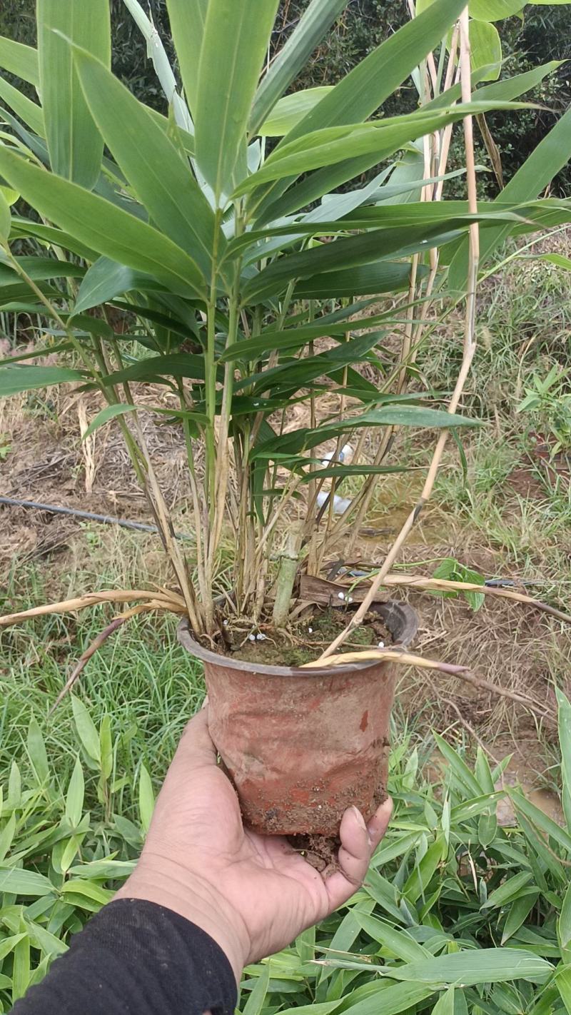 福建粽叶杯苗
