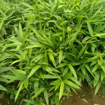 福建粽叶杯苗
