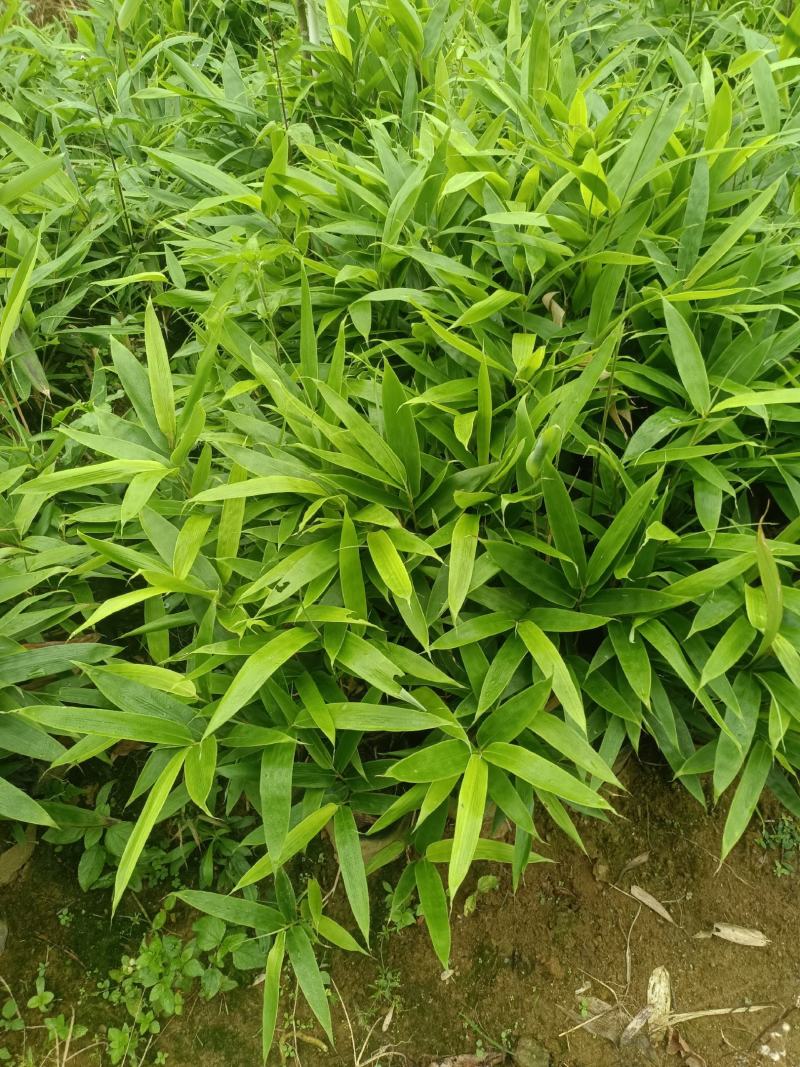 福建粽叶杯苗