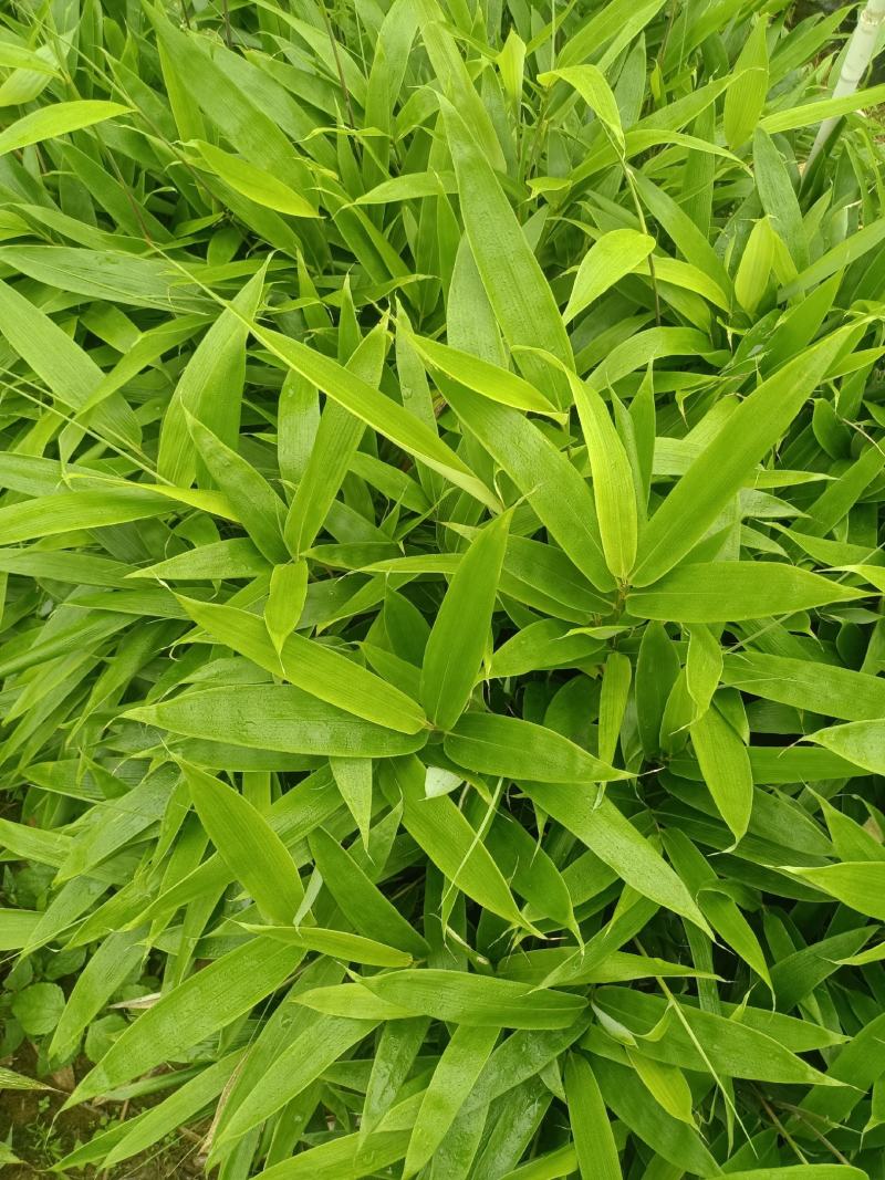 福建粽叶杯苗