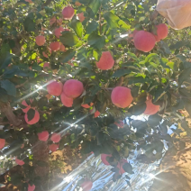 【精选】红富士苹果辽宁新鲜苹果产地直供欢迎来电咨询