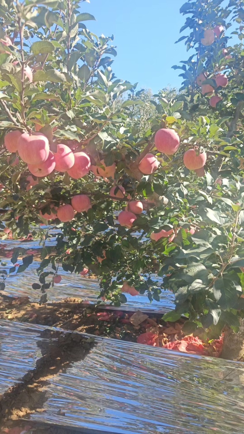 【精选】红富士苹果辽宁新鲜苹果产地直供欢迎来电咨询