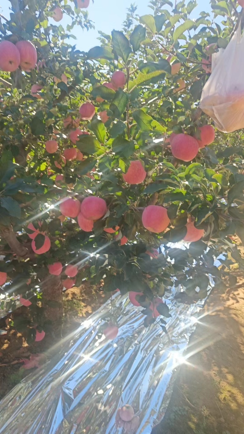 【精选】红富士苹果辽宁新鲜苹果产地直供欢迎来电咨询