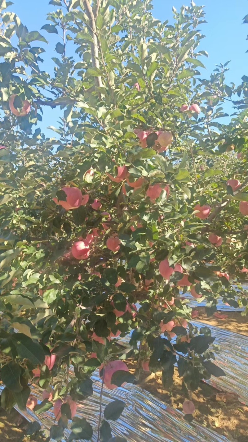 【精选】红富士苹果辽宁新鲜苹果产地直供欢迎来电咨询