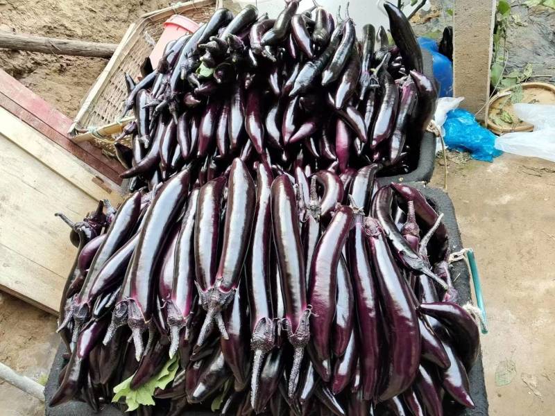 寿光紫把大龙长茄产地实力代收供应超市档口电商食堂