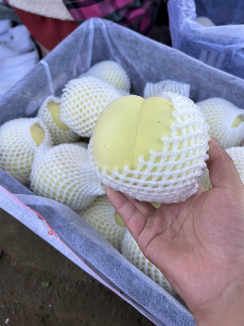 大批量映霜红冬桃大量上市