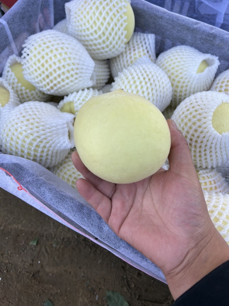 大批量映霜红冬桃大量上市