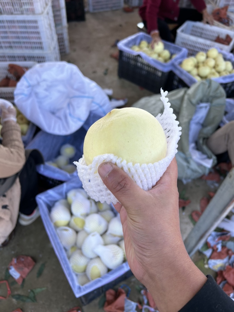 大批量映霜红冬桃大量上市