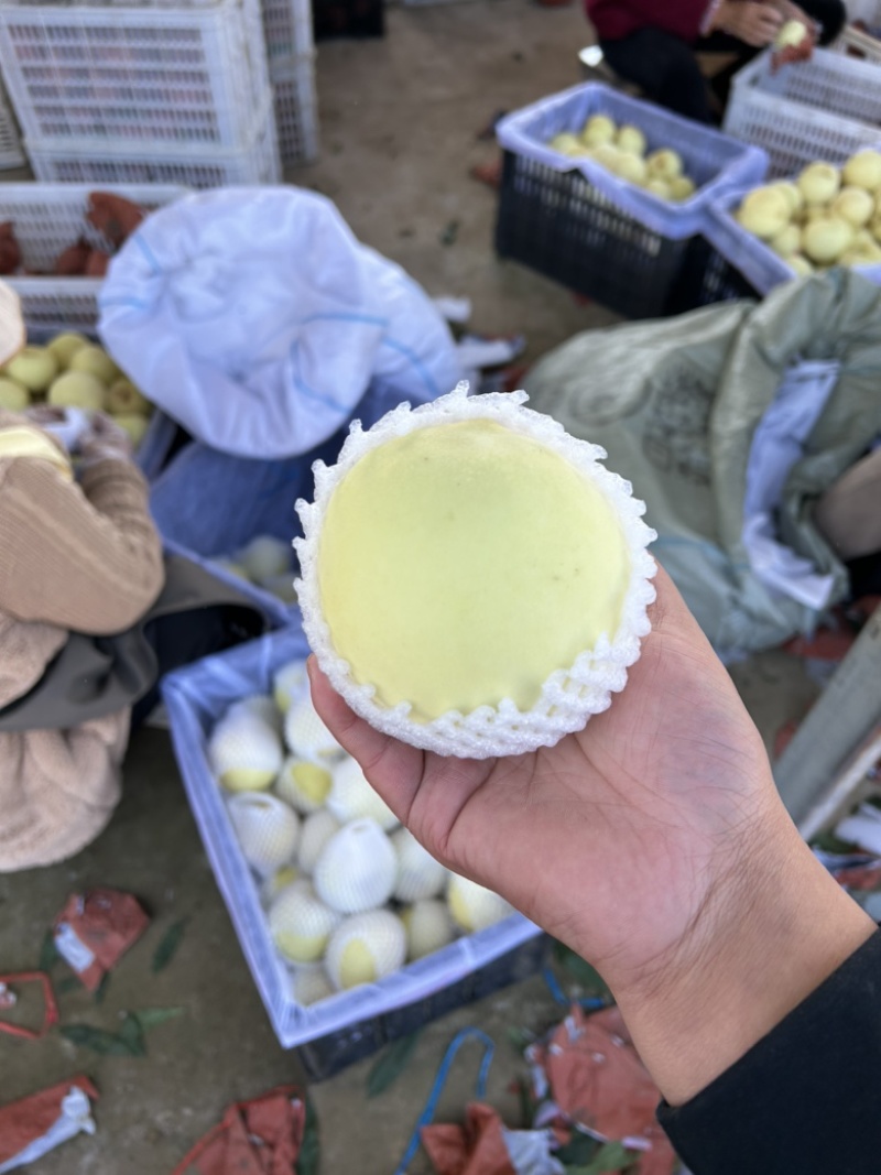 大批量映霜红冬桃大量上市