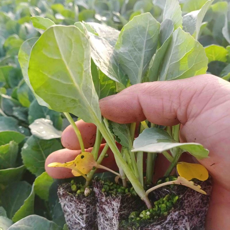 包邮菜花苗可预订现苗批发整车发货包售后基地直发