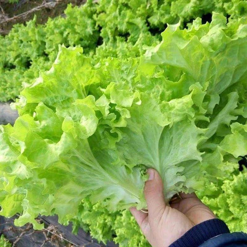 【一件代发】50斤起售新鲜生菜