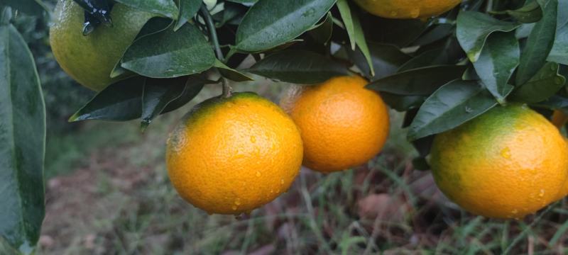 四川眉山市青神爱媛果冻橙高山货目前前可以采甜度高产地直发