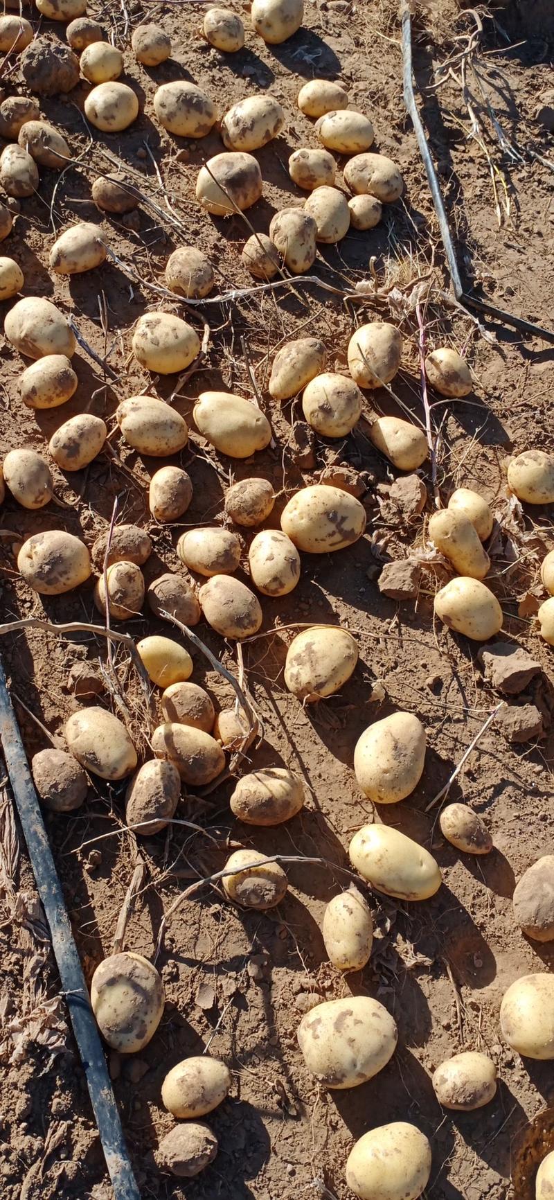 土豆种薯：纯度高亩产高南北适种范围广，产地直发，质优价廉