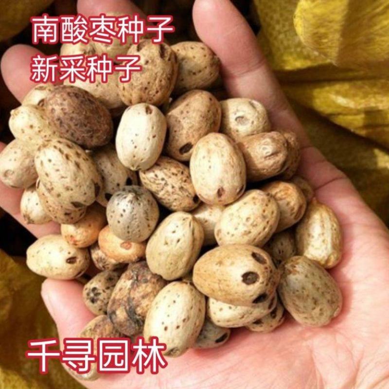 新采南酸枣种子，五眼果四眼果货郎果种子山枣树种子