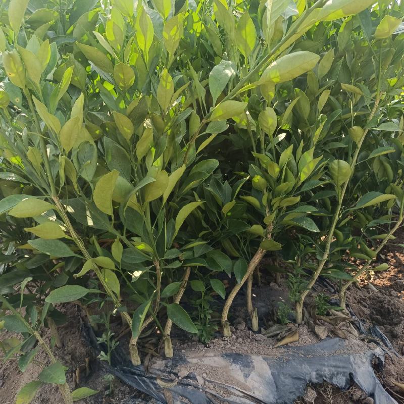 爱媛苗存活率高基地直发价格优惠规格全欢迎咨询下单