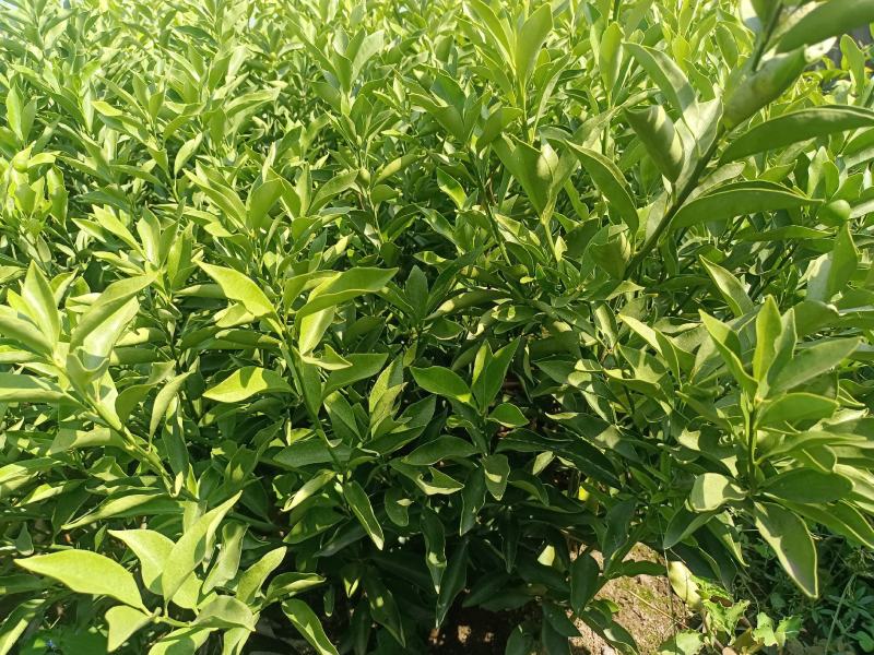 爱媛苗存活率高基地直发价格优惠规格全欢迎咨询下单