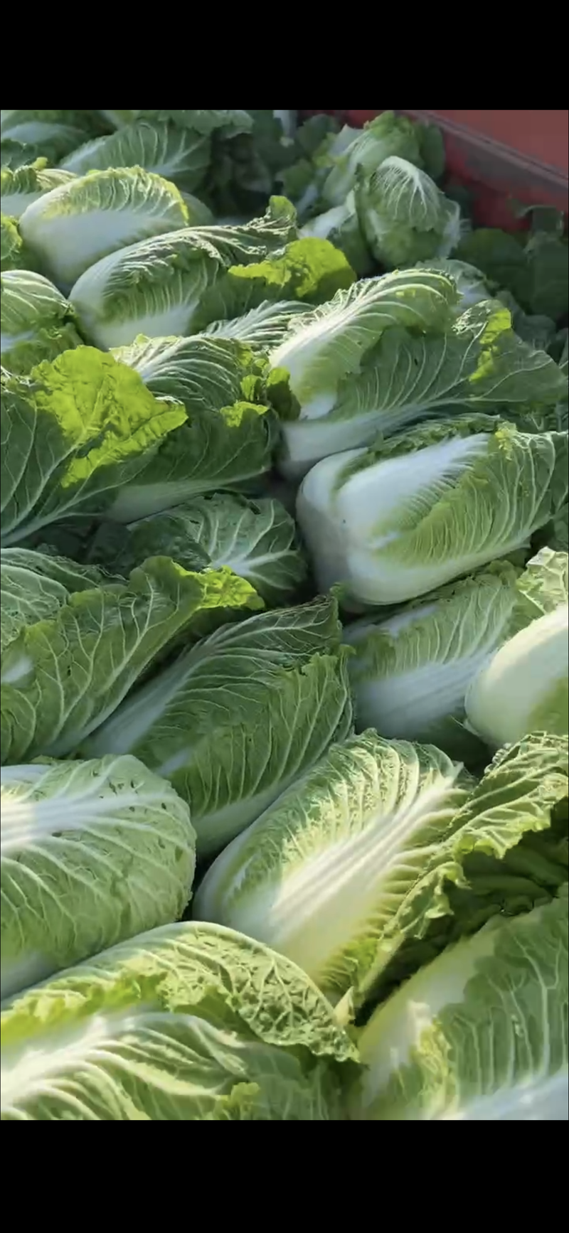 白菜夏邑青杂三号白菜大量供应中保质保量对接市场等