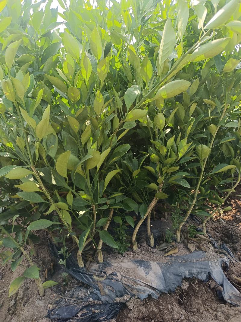 爱媛苗存活率高基地直发价格优惠规格全欢迎咨询下单