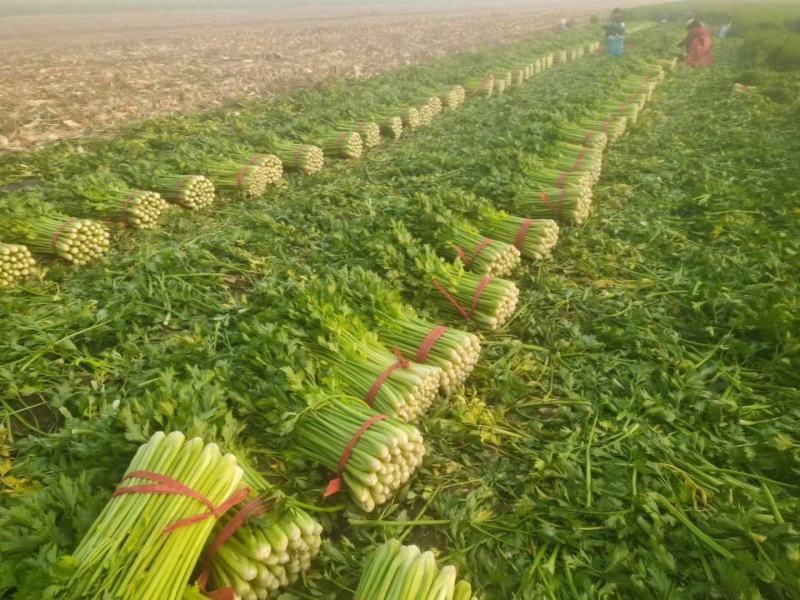 河北邯郸西芹大量供应保质保量量大从优欢迎致电咨询全国对接