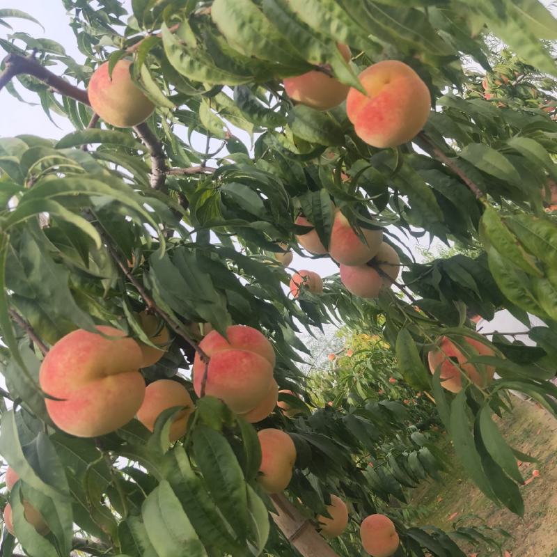 映霜红冬桃大量供应