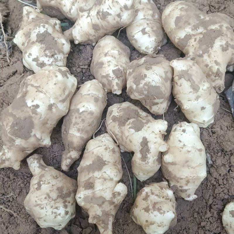 精品沙地白洋姜菊芋大量上市基地直发欢迎选购
