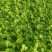 河北邯郸【芹菜苗】法国皇后芹菜苗200穴单棵诚信经营