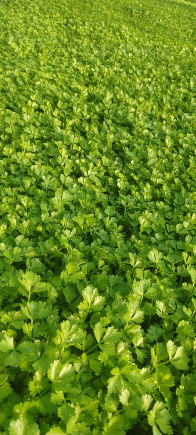 河北邯郸【芹菜苗】法国皇后芹菜苗200穴单棵诚信经营
