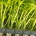 河北邯郸【芹菜苗】法国皇后芹菜苗200穴单棵诚信经营