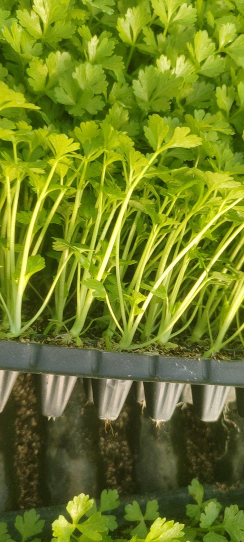 河北邯郸【芹菜苗】法国皇后芹菜苗200穴单棵诚信经营