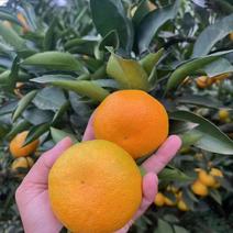 【蜜橘】大量供应保质保量新鲜采摘四川德阳产地直发多汁