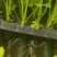 河北邯郸【芹菜苗】法国皇后芹菜苗200穴单棵诚信经营