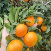 四川金秋砂糖橘大量供应酸甜可口现摘现发可致电咨询