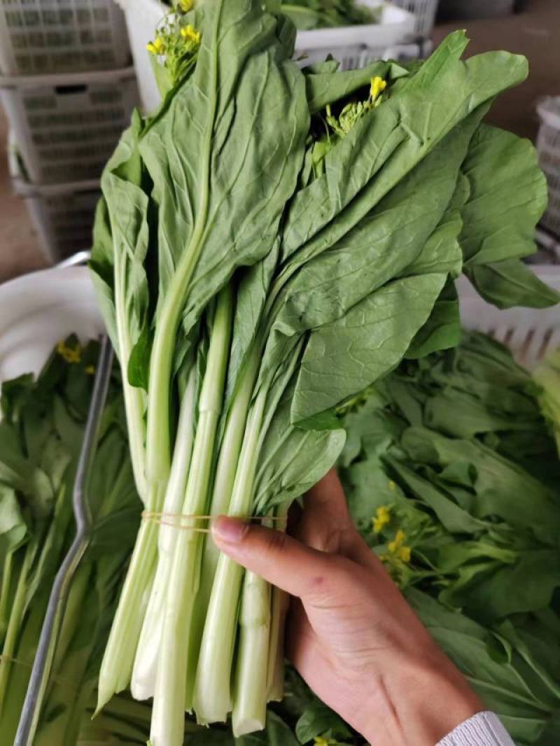 白菜苔，湖北白菜苔，湘妹子白菜苔