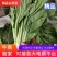 白菜苔，湖北白菜苔，湘妹子白菜苔
