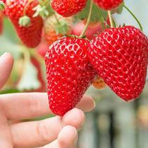 宁玉草莓大量上市草莓颜色鲜亮个头大味道甜量大从优欢迎