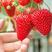 宁玉草莓大量上市草莓颜色鲜亮个头大味道甜量大从优欢迎联系