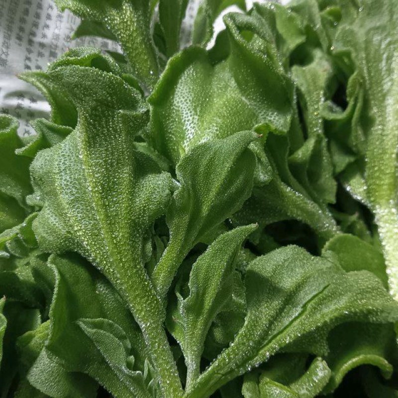【精品】水晶冰草冰菜箱装打包发货现摘现卖山东一条龙