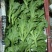 【精品】水晶冰草冰菜箱装打包发货现摘现卖山东一条龙