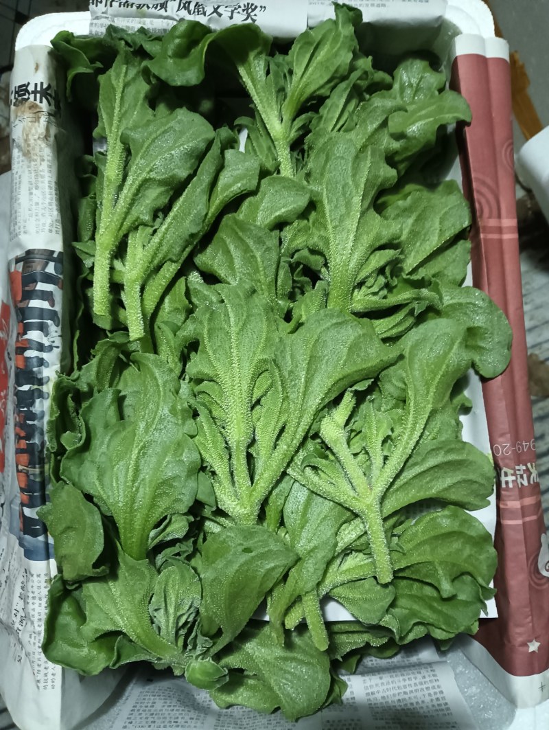 【精品】水晶冰草冰菜箱装打包发货现摘现卖山东一条龙