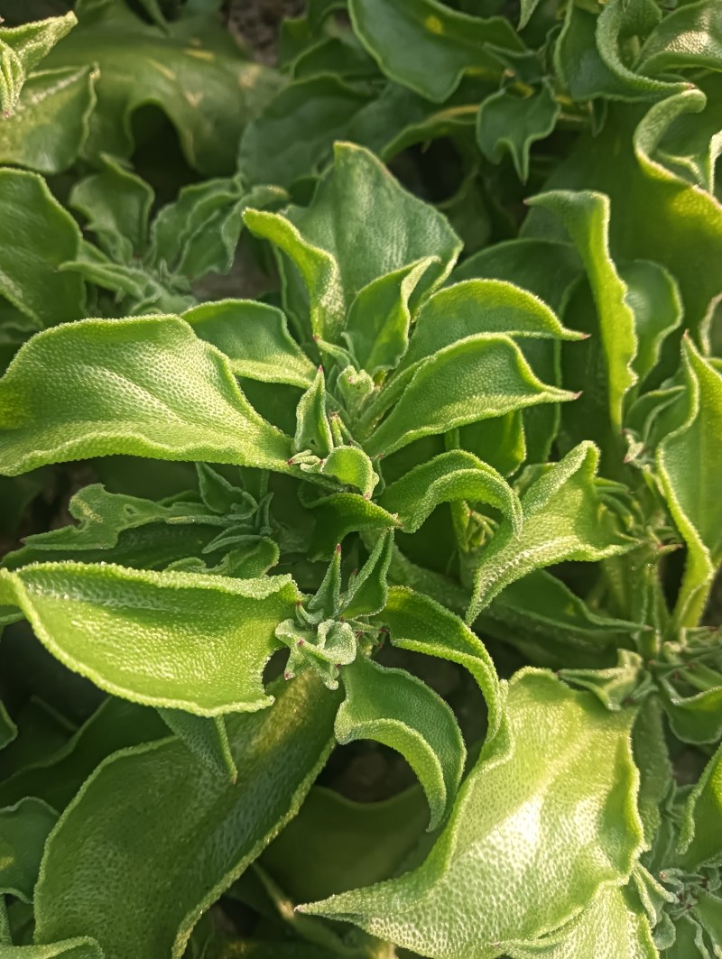 【精品】水晶冰草冰菜箱装打包发货现摘现卖山东一条龙