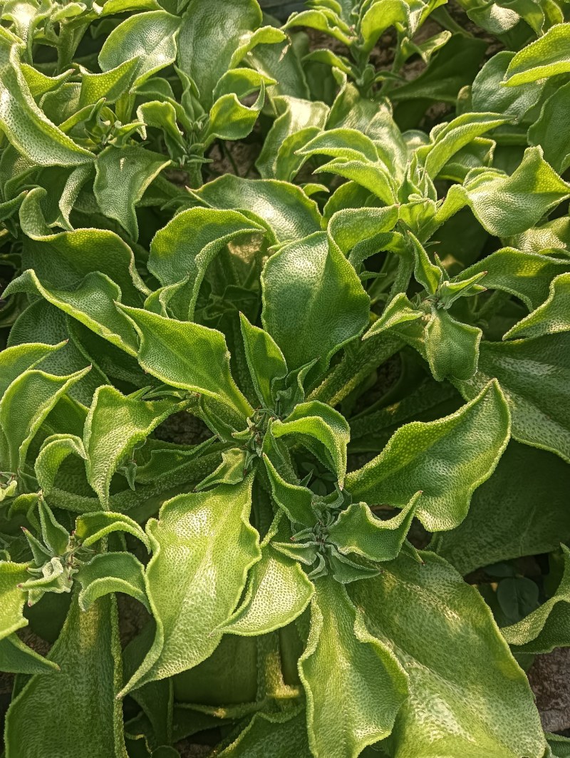 【精品】水晶冰草冰菜箱装打包发货现摘现卖山东一条龙